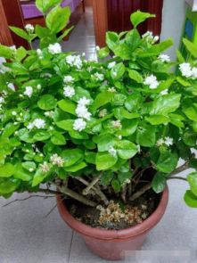 養(yǎng)花草是不是加點醋