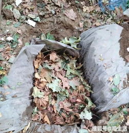 只用碎樹葉能養(yǎng)花嗎