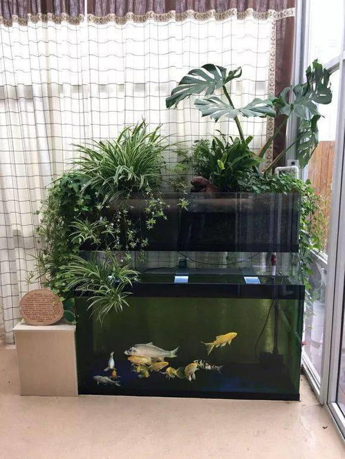 魚缸上濾還能養(yǎng)花