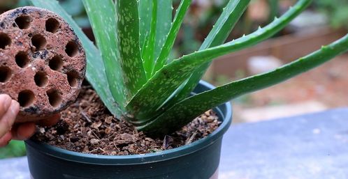 養(yǎng)花的土如何用煤渣