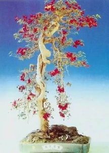 第一次養(yǎng)花作文感受