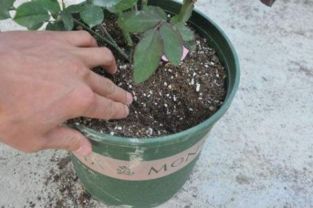 哪里.需要養(yǎng)花土