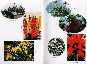 家庭養(yǎng)花要買什么肥料