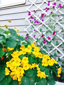 喜歡養(yǎng)花來自來里