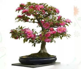 水養(yǎng)花定值藍(lán)多少錢一個(gè)