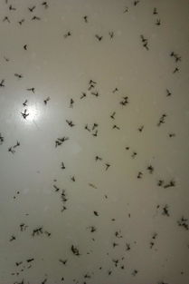 家里養(yǎng)花土有小飛蟲