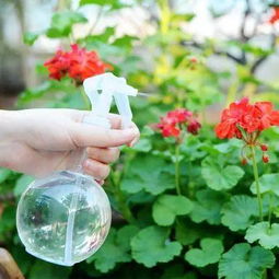 碑酒方在水里養(yǎng)花吧