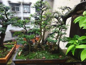 養(yǎng)花帶來的樂趣是什么