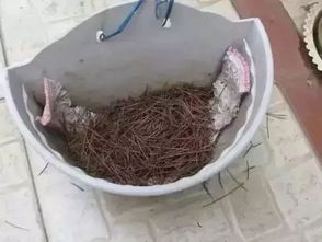 松針灰養(yǎng)花