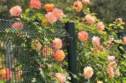 白糖溶液養(yǎng)花