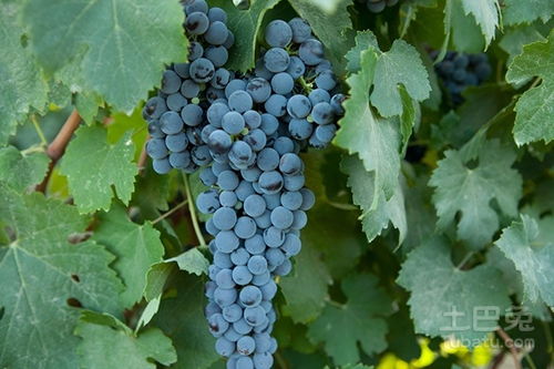 葡萄養(yǎng)花怎么處理