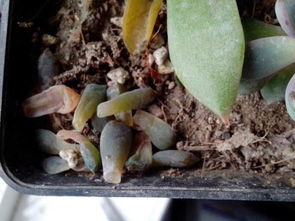 養(yǎng)花趣事多肉