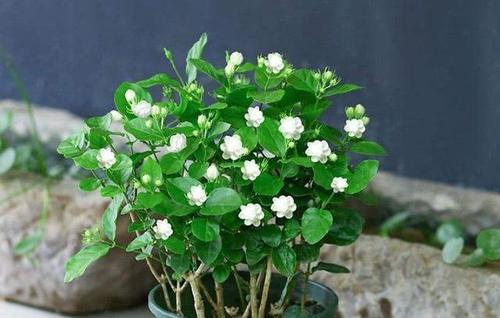 夏季盆養(yǎng)花草哪些