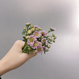 《養(yǎng)花》片段