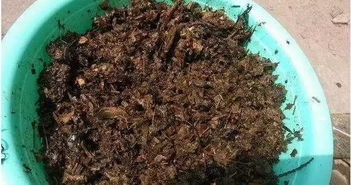 中藥渣發(fā)酵養(yǎng)花