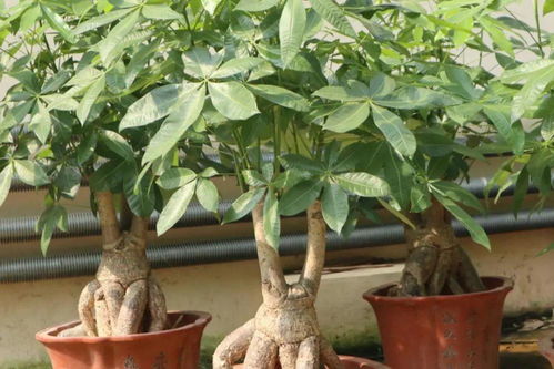 養(yǎng)花多少盆好