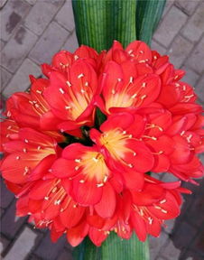 柚子皮怎樣做養(yǎng)花料