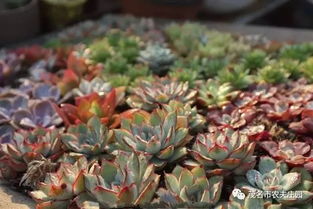 《養(yǎng)花》一文中養(yǎng)花的好處是