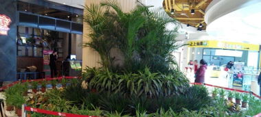 可以用花藍(lán)養(yǎng)花嗎