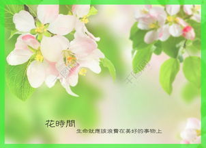 領(lǐng)養(yǎng)花祝福語(yǔ)