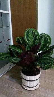 家庭養(yǎng)花大葉