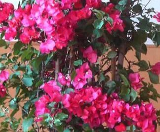 養(yǎng)花液體肥怎么使用