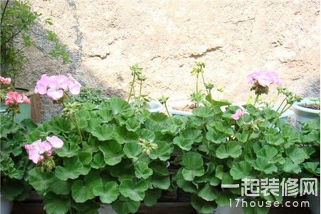 養(yǎng)花知識(shí)技巧之澆花常用方法