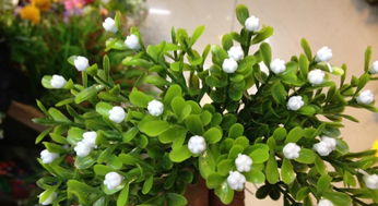 養(yǎng)花采用什么營養(yǎng)水比較好