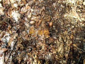 養(yǎng)蘑菇渣可以直接參土養(yǎng)花嗎