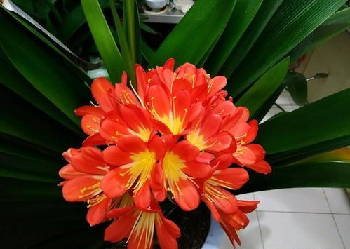 星際養(yǎng)花日常