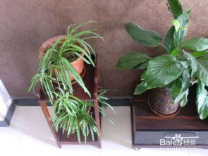 進(jìn)入冬季怎么養(yǎng)花