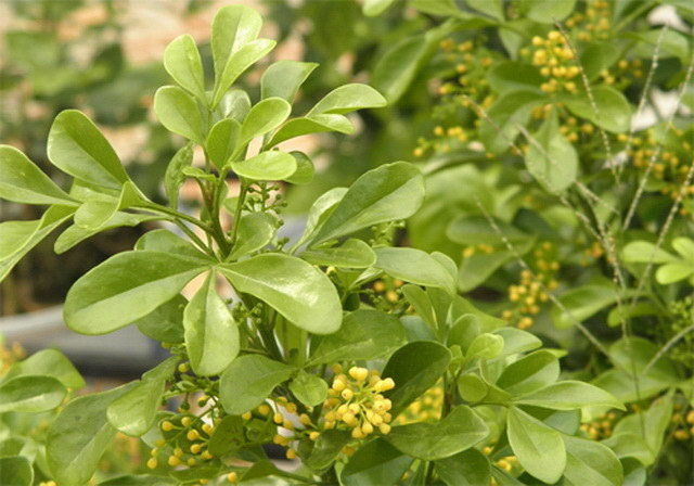 養(yǎng)花怪招搜狐