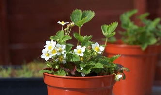 養(yǎng)花應(yīng)該放什么