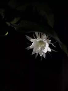 描述女人養(yǎng)花的詩句