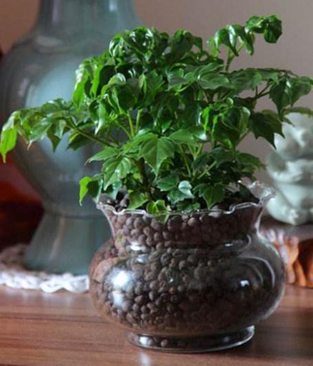 用陶粒養(yǎng)花步驟