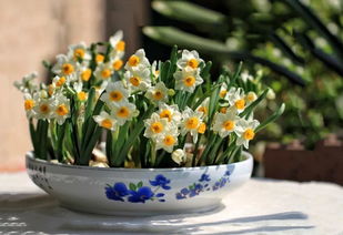 使養(yǎng)花用自來(lái)水澆花可以嗎