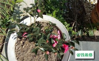 閱讀短文我愛養(yǎng)花了