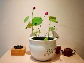 室內養(yǎng)花太多與風水