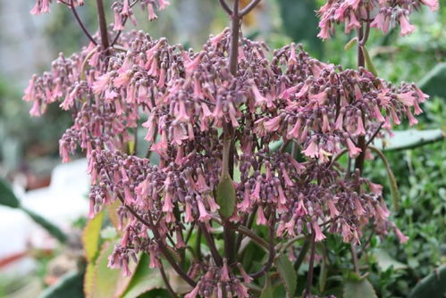 用水養(yǎng)花里有蟲好嗎