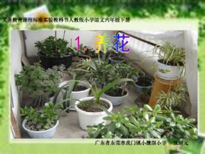 養(yǎng)花的課件2
