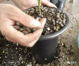 羊糞養(yǎng)花使用方法