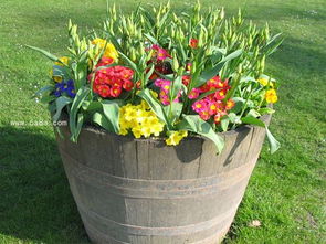 室外養(yǎng)花知識大全與技巧