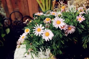 養(yǎng)花人的夢作者是誰