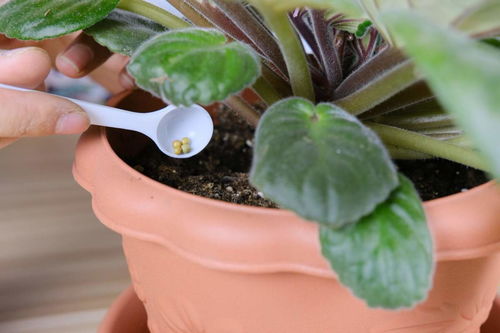 孕婦能聞養(yǎng)花的化肥嗎