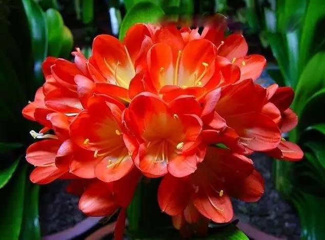 家庭養(yǎng)花的花名稱