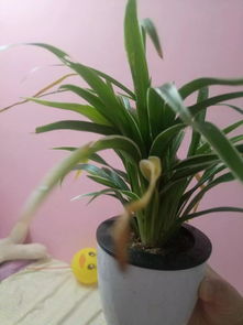 為什么在盆里養(yǎng)花養(yǎng)的不好