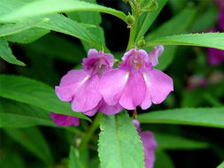 養(yǎng)花我對有這樣的見解