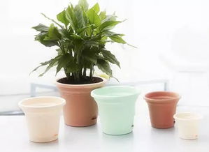 養(yǎng)花的花盆選擇