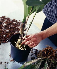 如何給水養(yǎng)花換水