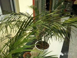 北京大齡養(yǎng)花工招聘